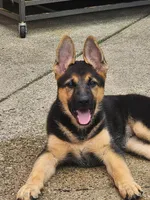 Princess , a female German Shepherd Dog for sale in Morton Grove, IL – 1 of 6