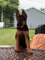 Princess , a female German Shepherd Dog for sale in Morton Grove, IL – 3 of 6