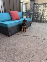 Princess , a female German Shepherd Dog for sale in Morton Grove, IL – 6 of 6