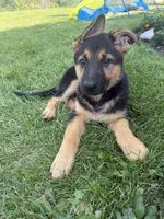 Princess , a female German Shepherd Dog for sale in Morton Grove, IL – 5 of 6