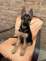 Princess , a female German Shepherd Dog for sale in Morton Grove, IL – 2 of 6