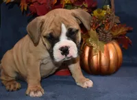 Scooter, a male Olde English Bulldogge for sale in Rome, PA – 1 of 4