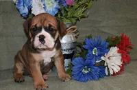 Rosie, a female Olde English Bulldogge for sale in Rome, PA – 2 of 4