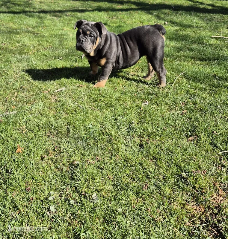 Luna – Olde English Bulldogge puppy for sale in Rome, PA