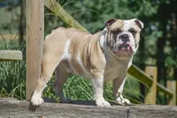 Scooter, a male Olde English Bulldogge for sale in Rome, PA – 3 of 4