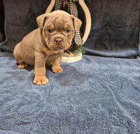 Toby, a male Olde English Bulldogge for sale in Rome, PA – Photo 1 of 2