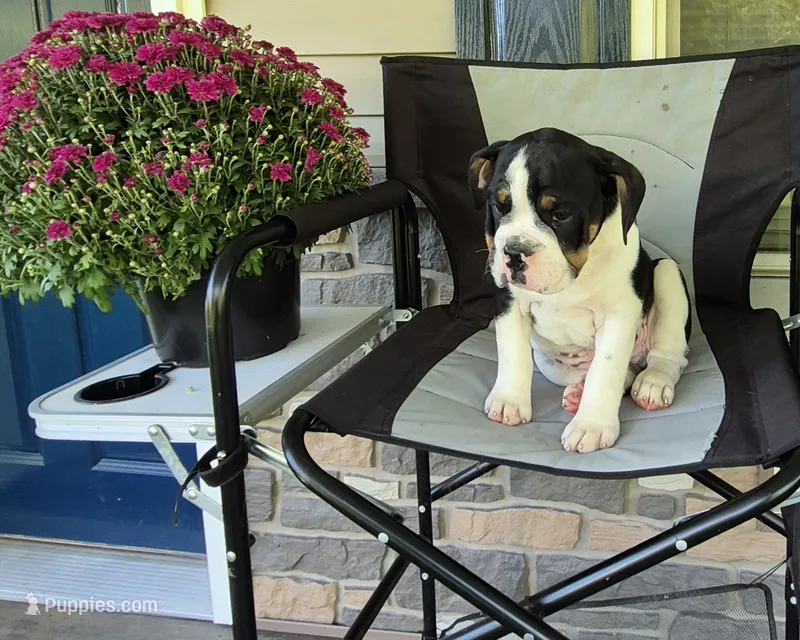 Ollie – Olde English Bulldogge puppy for sale in Rome, PA