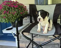 Ollie, a male Olde English Bulldogge for sale in Rome, PA – 1 of 6