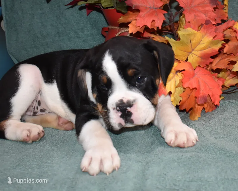 Ollie – Olde English Bulldogge puppy for sale in Rome, PA