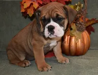 Rosie, a female Olde English Bulldogge for sale in Rome, PA – 1 of 4