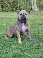 Ollie, a male Olde English Bulldogge for sale in Rome, PA – 4 of 4