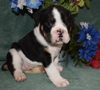 Ollie, a male Olde English Bulldogge for sale in Rome, PA – 2 of 4