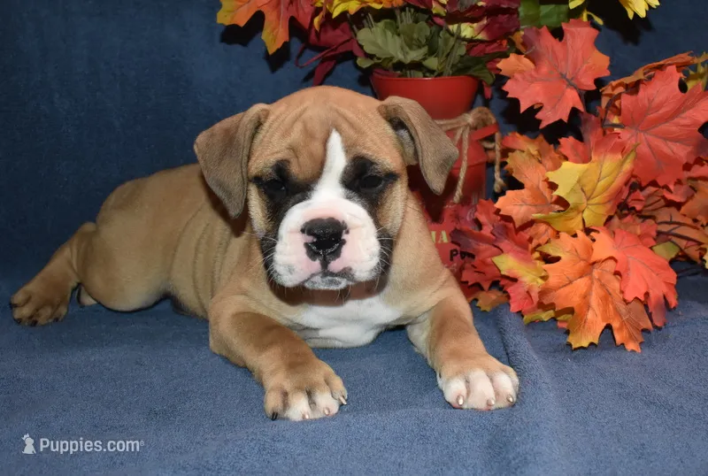 Scooter – Olde English Bulldogge puppy for sale in Rome, PA