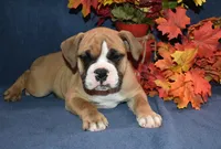 Scooter, a male Olde English Bulldogge for sale in Rome, PA – 2 of 6