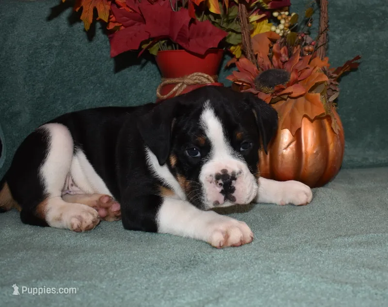 Ollie – Olde English Bulldogge puppy for sale in Rome, PA
