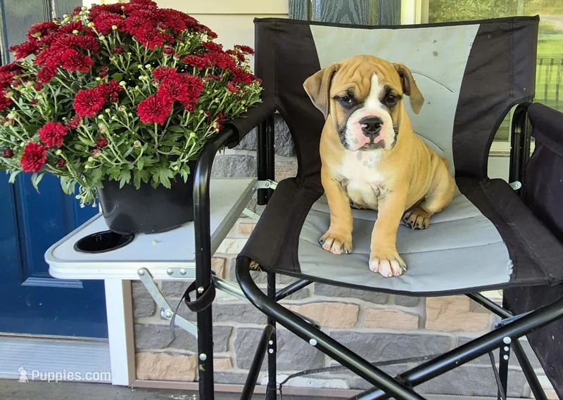 Scooter – Olde English Bulldogge puppy for sale in Rome, PA