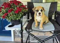 Scooter, a male Olde English Bulldogge for sale in Rome, PA – 1 of 6