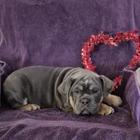 Milo, a male Olde English Bulldogge for sale in Rome, PA – Photo 3 of 6