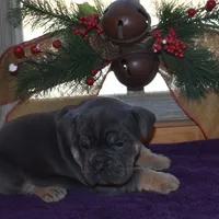 Milo, a male Olde English Bulldogge for sale in Rome, PA – Photo 4 of 6