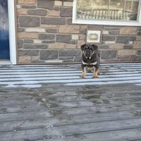 Milo, a male Olde English Bulldogge for sale in Rome, PA – Photo 2 of 6