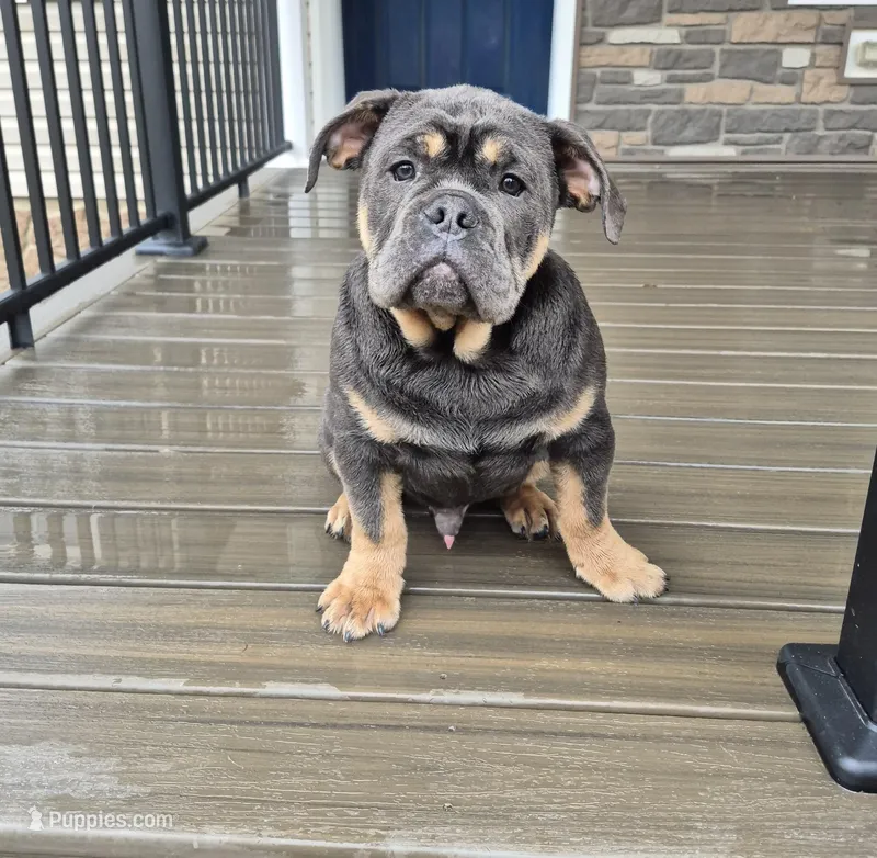Milo – Olde English Bulldogge puppy for sale in Rome, PA