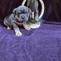 Milo, a male Olde English Bulldogge for sale in Rome, PA – Photo 5 of 6