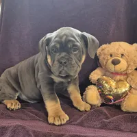 Milo, a male Olde English Bulldogge for sale in Rome, PA – Photo 6 of 6