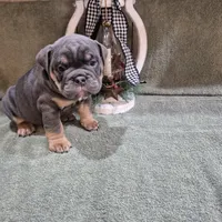 Cricket, a female Olde English Bulldogge for sale in Rome, PA – Photo 2 of 3