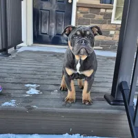 Cricket, a female Olde English Bulldogge for sale in Rome, PA – Photo 1 of 3