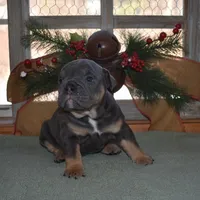 Cricket, a female Olde English Bulldogge for sale in Rome, PA – Photo 3 of 3