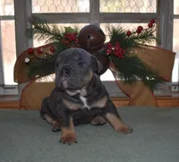 Cricket, a female Olde English Bulldogge for sale in Rome, PA – Photo 3 of 3