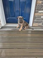 Nitro, a male Olde English Bulldogge for sale in Rome, PA – Photo 1 of 4