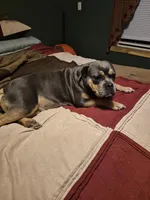 Nitro, a male Olde English Bulldogge for sale in Rome, PA – Photo 4 of 4