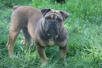 Nitro, a male Olde English Bulldogge for sale in Rome, PA – Photo 3 of 4