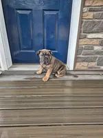 Nitro, a male Olde English Bulldogge for sale in Rome, PA – Photo 2 of 4
