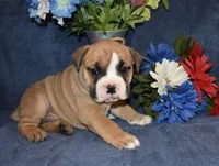 Scooter, a male Olde English Bulldogge for sale in Rome, PA – 2 of 4