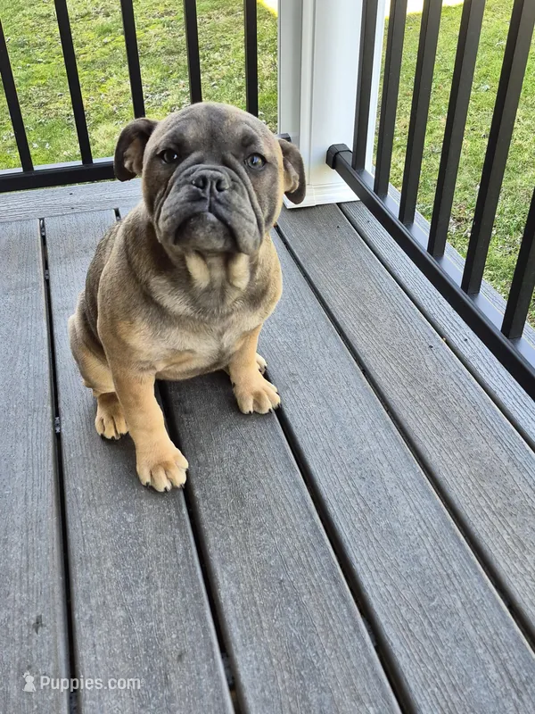 Ginger – Olde English Bulldogge puppy for sale in Rome, PA