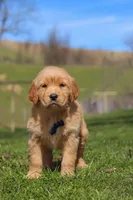 Ryder, a male Golden Retriever for sale in Millersburg, OH – Photo 2 of 6