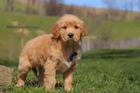 Ryder, a male Golden Retriever for sale in Millersburg, OH – Photo 4 of 6