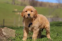 Ryder, a male Golden Retriever for sale in Millersburg, OH – Photo 6 of 6