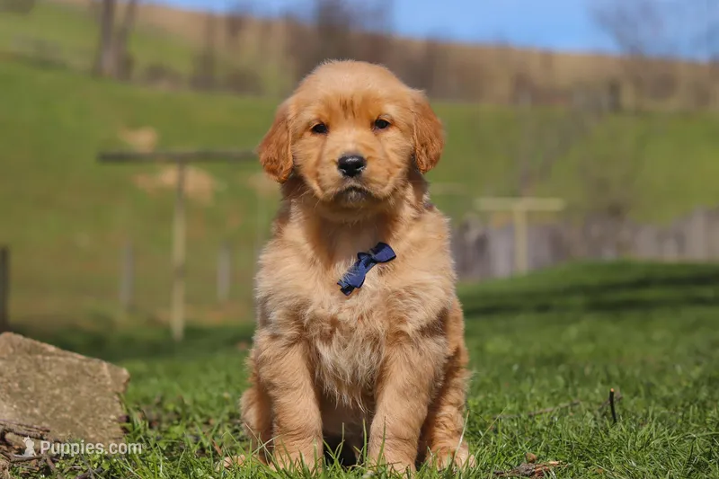 Ryder – Golden Retriever puppy for sale in Millersburg, OH