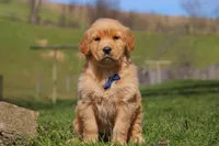 Ryder, a male Golden Retriever for sale in Millersburg, OH – Photo 1 of 6