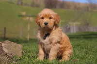 Ryder, a male Golden Retriever for sale in Millersburg, OH – Photo 3 of 6