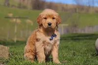 Ryder, a male Golden Retriever for sale in Millersburg, OH – Photo 5 of 6