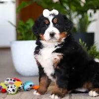Millie, a female Bernese Mountain Dog for sale in Millersburg, OH – Photo 2 of 9