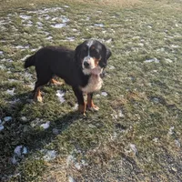Millie, a female Bernese Mountain Dog for sale in Millersburg, OH – Photo 8 of 9