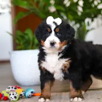 Millie, a female Bernese Mountain Dog for sale in Millersburg, OH – Photo 5 of 9