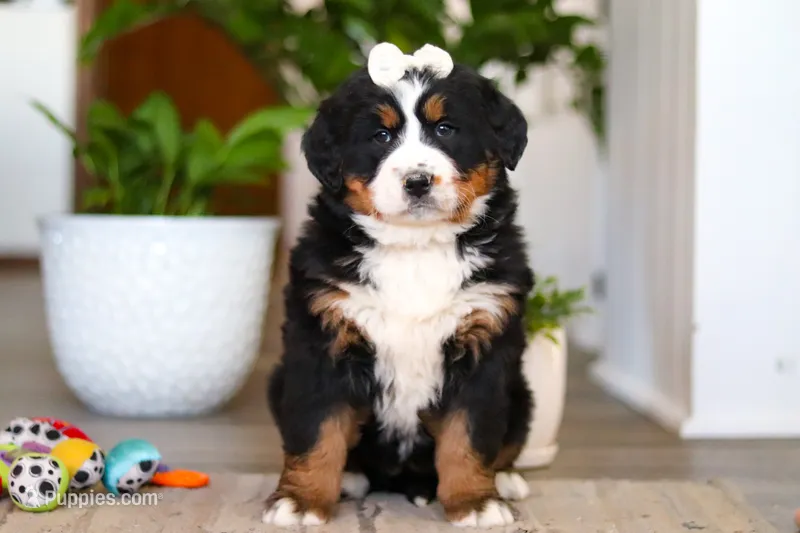 Millie – Bernese Mountain Dog puppy on hold in Millersburg, OH