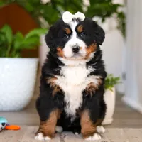 Millie, a female Bernese Mountain Dog for sale in Millersburg, OH – Photo 1 of 9