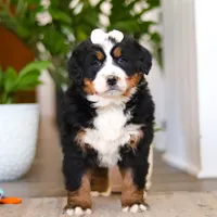 Millie, a female Bernese Mountain Dog for sale in Millersburg, OH – Photo 7 of 9